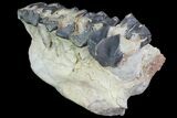 Titanothere (Megacerops) Jaw Section - South Dakota #95207-2